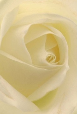 Seen through the discerning eye of a local Haggerston florist, this close-up of an ivory rose reveals layers upon layers of softly swirling petals, their velvety matte texture illuminated by a gentle, diffuse light. The innermost spirals draw the gaze inward with a mesmerizing sense of depth, each fold casting delicate shadows that bring the flower to life. The cream and pale lemon tones reflect the peaceful ambiance of Haggerston's canals in early daylight-a luxurious canvas inviting touch and contemplation. The rose's form exudes both elegance and resilience; it feels as though one could almost sense the subtle, soothing fragrance filling a quiet studio along Regent's Canal. This arrangement stands as a symbol of timeless beauty and comforting grace, the kind of flower thoughtfully chosen for anniversaries near Hackney City Farm, intimate celebrations, or a meaningful gesture of sympathy. Every detail, from the nearly translucent edges to the perfect harmony of the spiraled core, speaks of the Flowers Haggerston commitment to authentic floral artistry-a gift of presence, ready to uplift any occasion within the community.